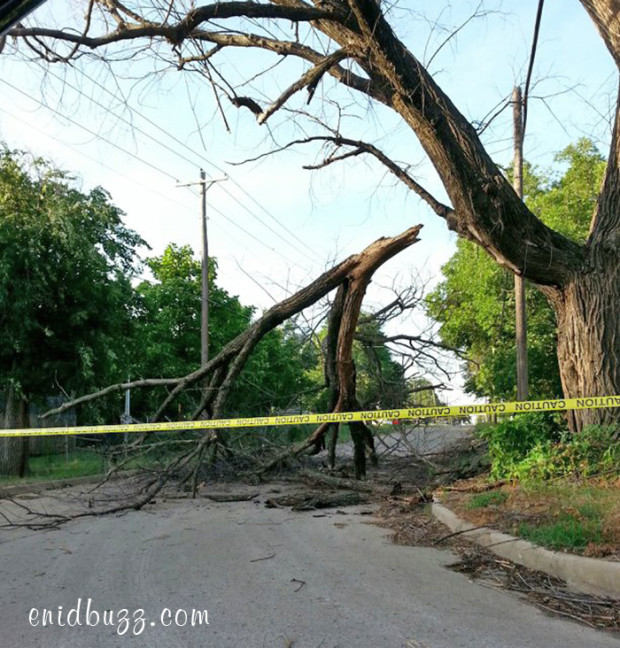 Tree Damage Enid