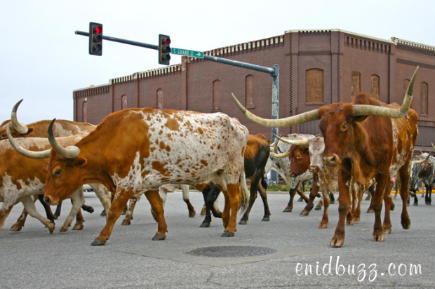 cherokee-strip-parade-cattle
