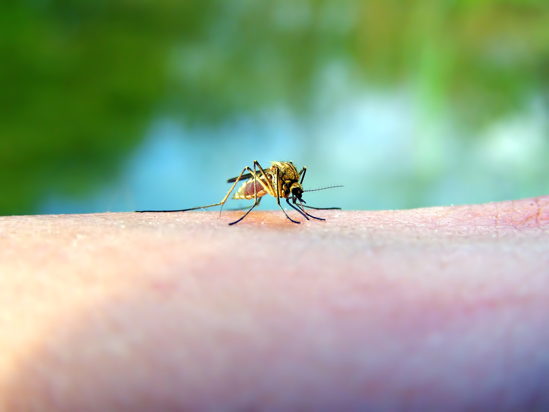 Mosquito on hand of the person