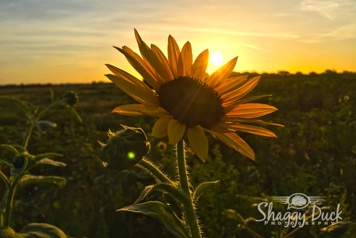 sunflower-sunrise