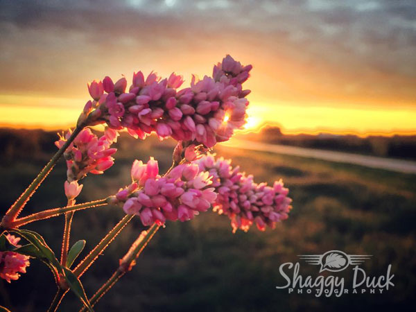 sunrise-flowers
