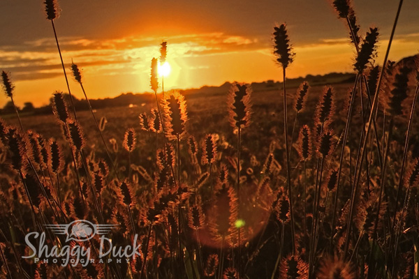 sunrise-weeds2
