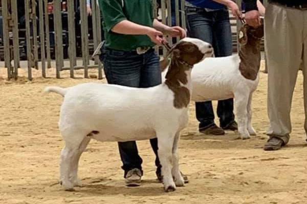 NW Junior Livestock Show